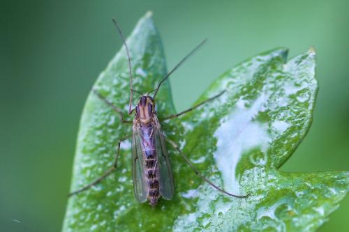 Réf. 245 440 : Chironomus sp.